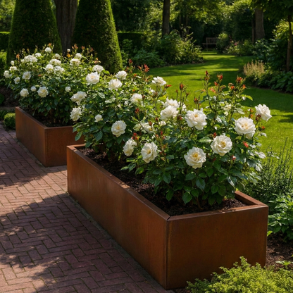 Twee rechthoekige Cortenstalen plantenbakken met witte rozen langs een bakstenen tuinpad.