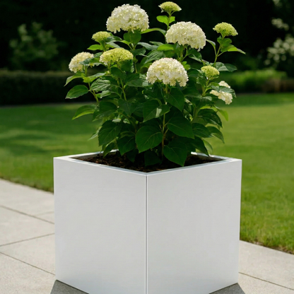 Witte vierkante plantenbak gevuld met bloeiende witte hortensia's op een terras in een sfeervolle tuin.